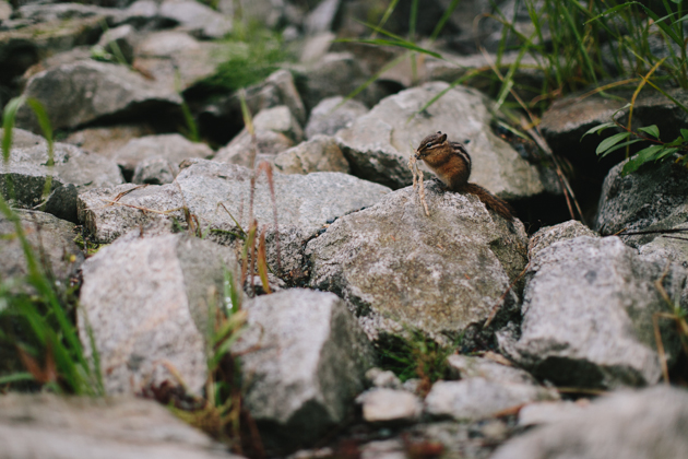 grouse mountain wedding photos