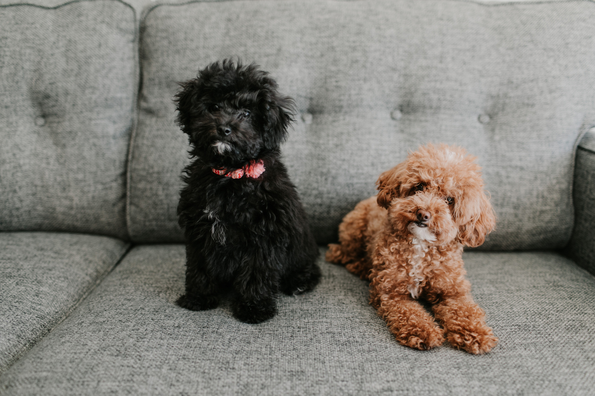 vancouver engagement session at home with dogs